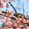 木の上に鳥