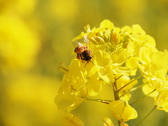 菜の花　今年もハチが密集め