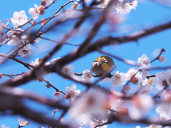 枝越しに鳥と