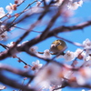 枝越しに鳥と