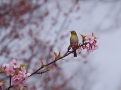 たぶん　メジロ