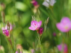 名もない草