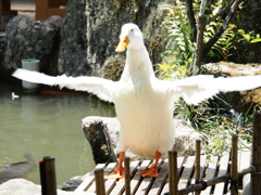 セーフ
