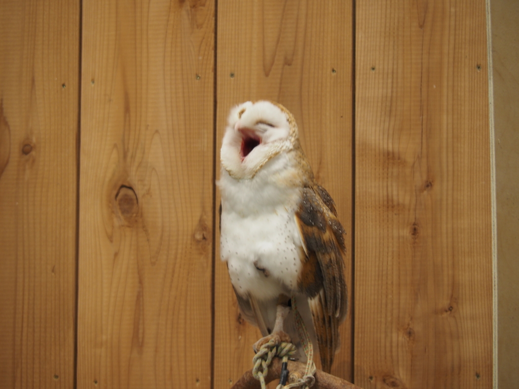 めんふくろう　あくびする
