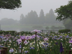 そぼ降る雨　菖蒲の向こうに霞む城沼