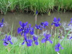 カキツバタ