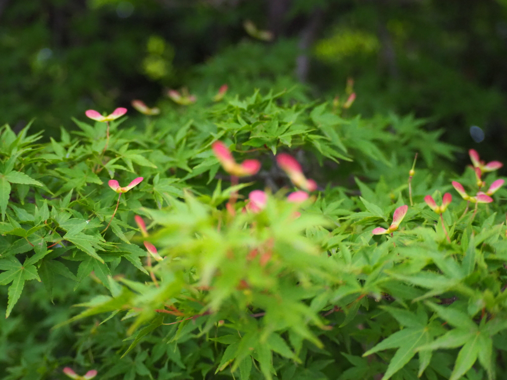青もみじ　新芽