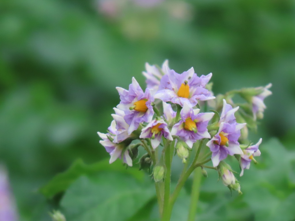 じゃがいもの花