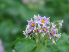 じゃがいもの花