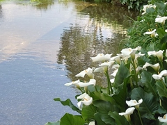 和蘭海芋