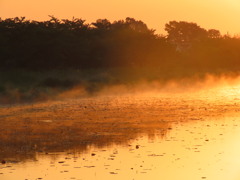 靄のかかったオレンジ色の沼沿いの朝