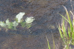水芭蕉