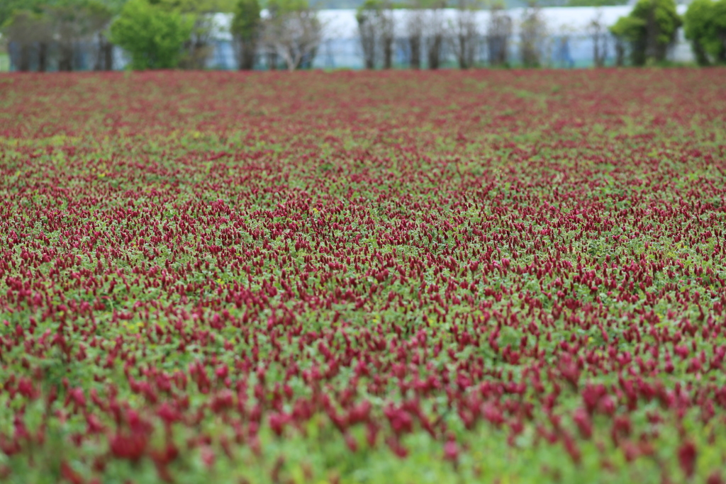 わたしからみたふうけい