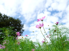こすもす