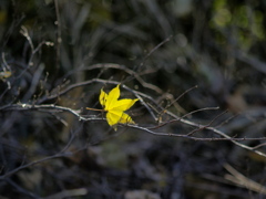落ち行く葉