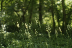 木漏れ日のなかの草