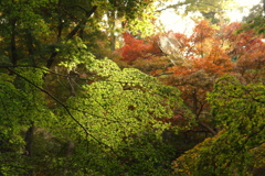 紅葉間近