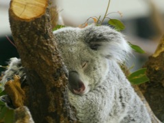 コアラ