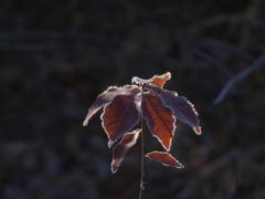 今年はお世話になりました