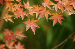紅葉までもう少し