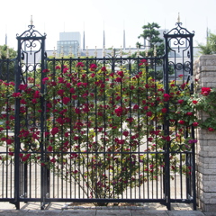 薔薇2