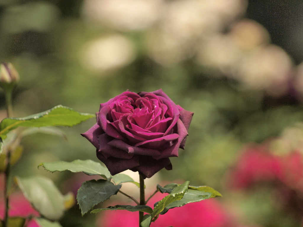 薔薇
