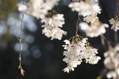 京都御所のしだれ桜③