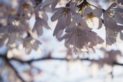 京都御所のしだれ桜③