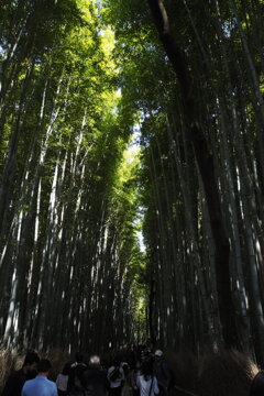 嵐山の竹