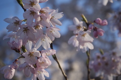 京都御所のしだれ桜②