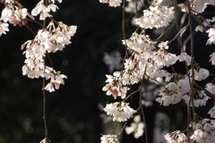 京都御所のしだれ桜①