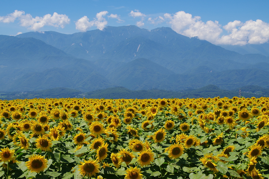 夏山とひまわり畑