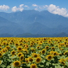 夏山とひまわり畑