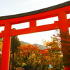 秋の鳥居