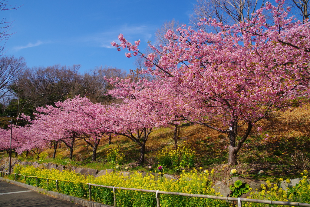 桜と菜の花