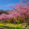 桜と菜の花