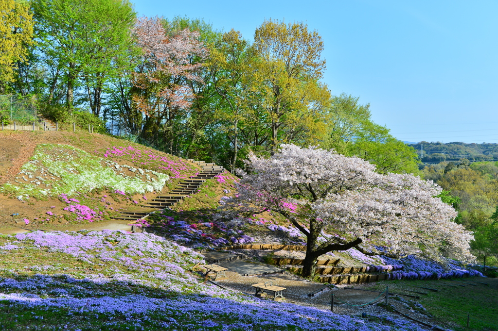 さくらと芝桜