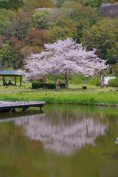 湖畔の桜