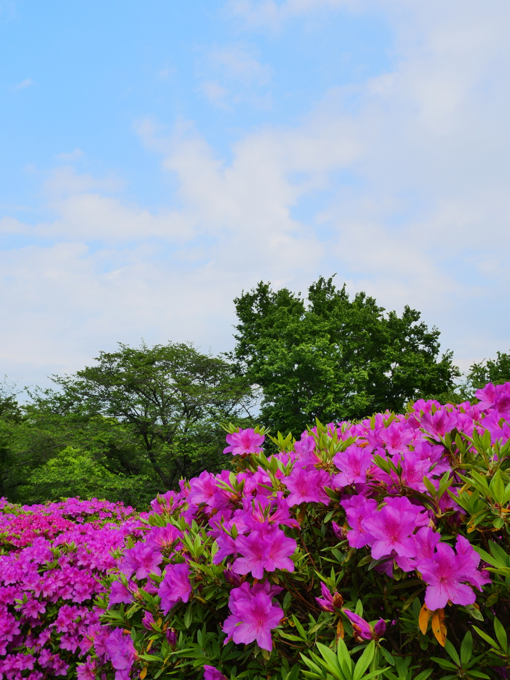 初夏の空のもと