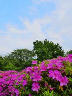 初夏の空のもと