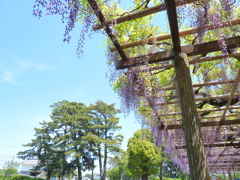 青空、藤