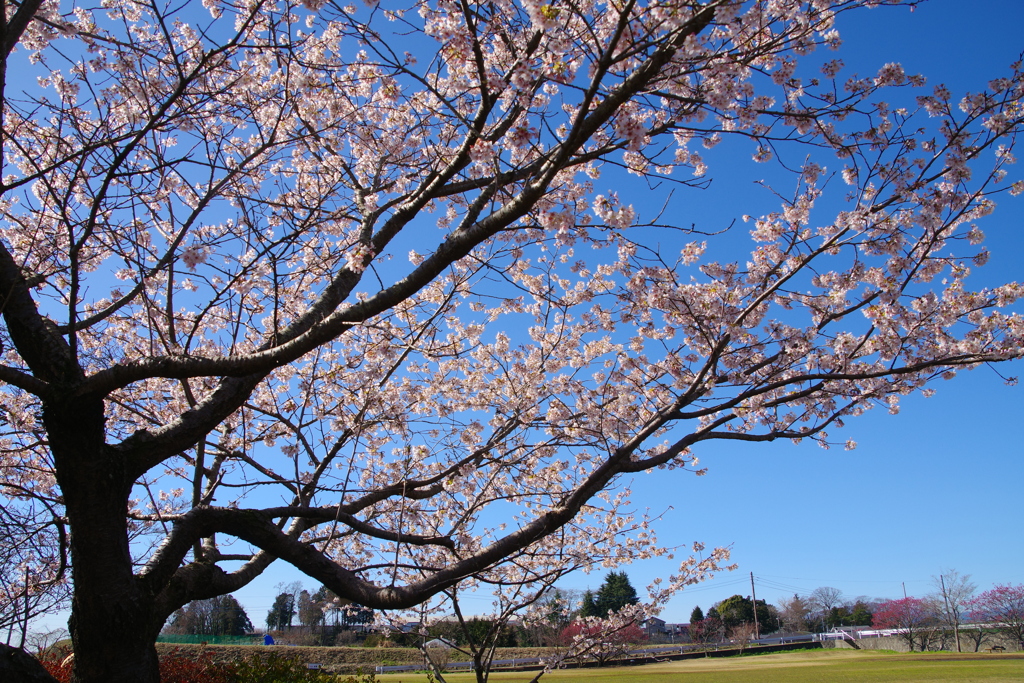 公園の桜