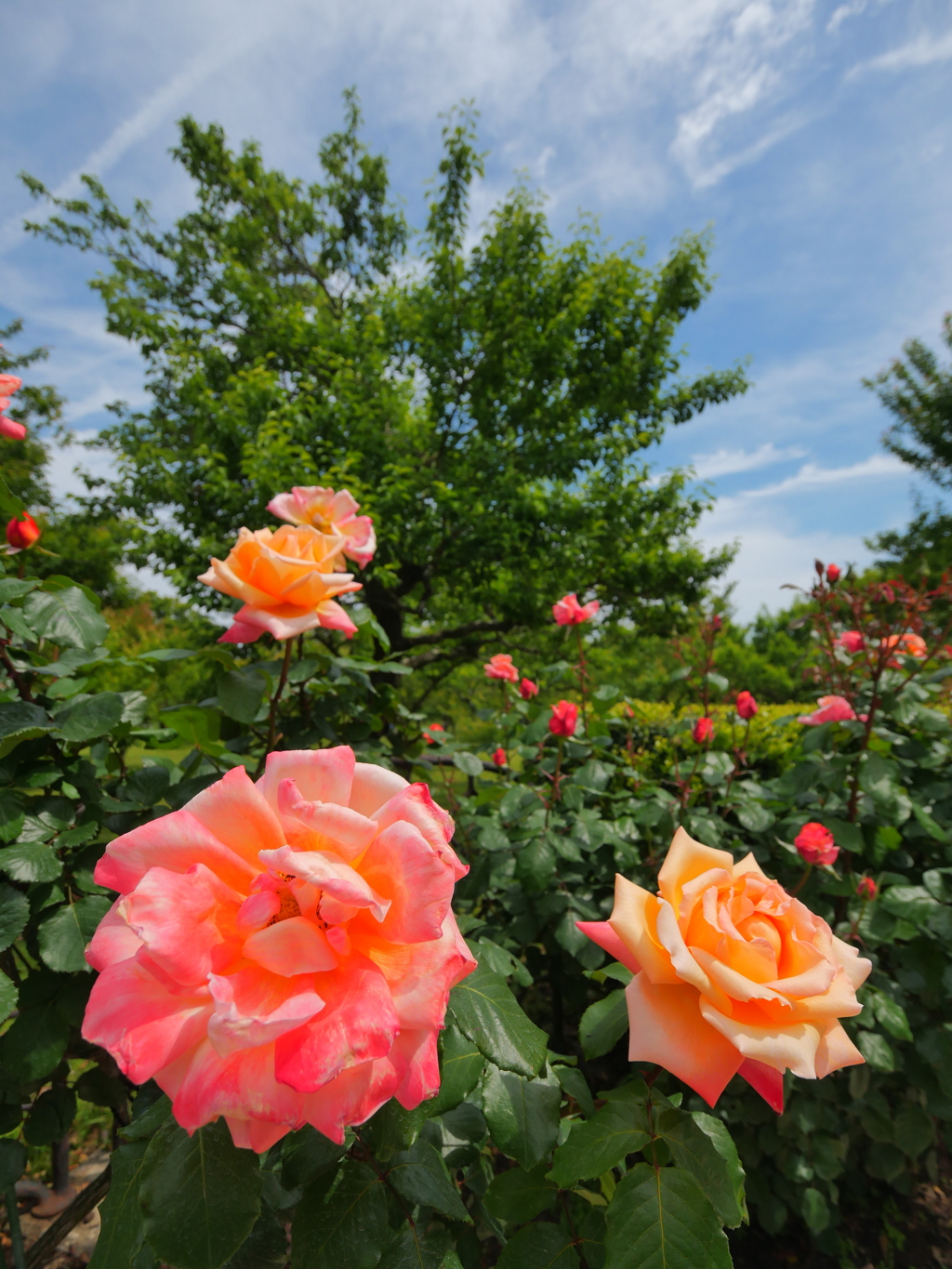 薔薇