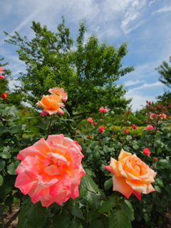 薔薇
