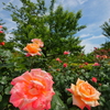 薔薇