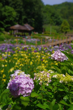 公園のあじさい