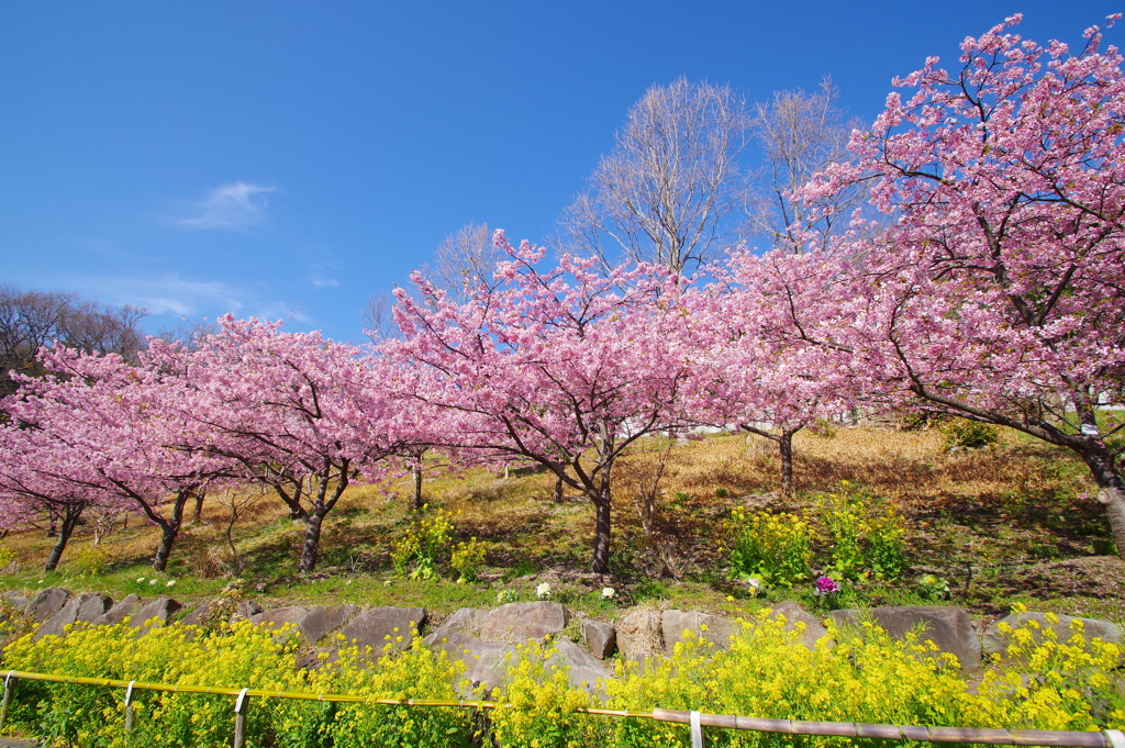 青空、桜と菜の花