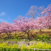 青空、桜と菜の花