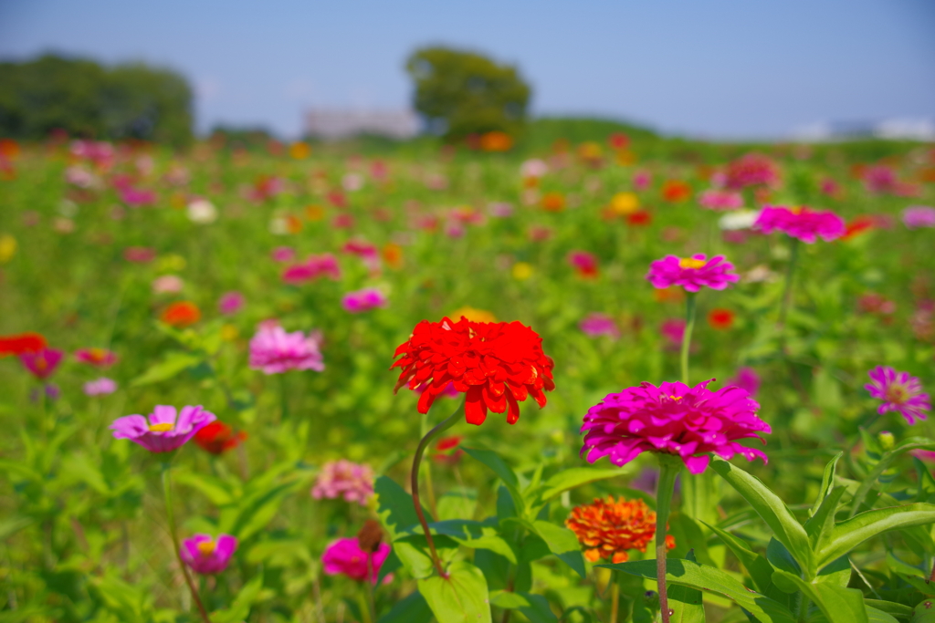 晩夏の花畑
