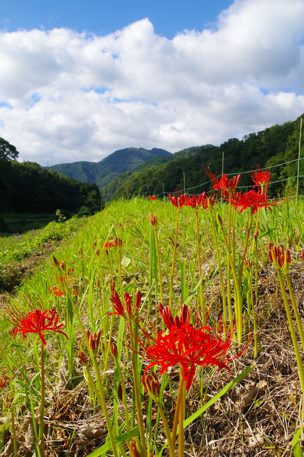秋空と彼岸花
